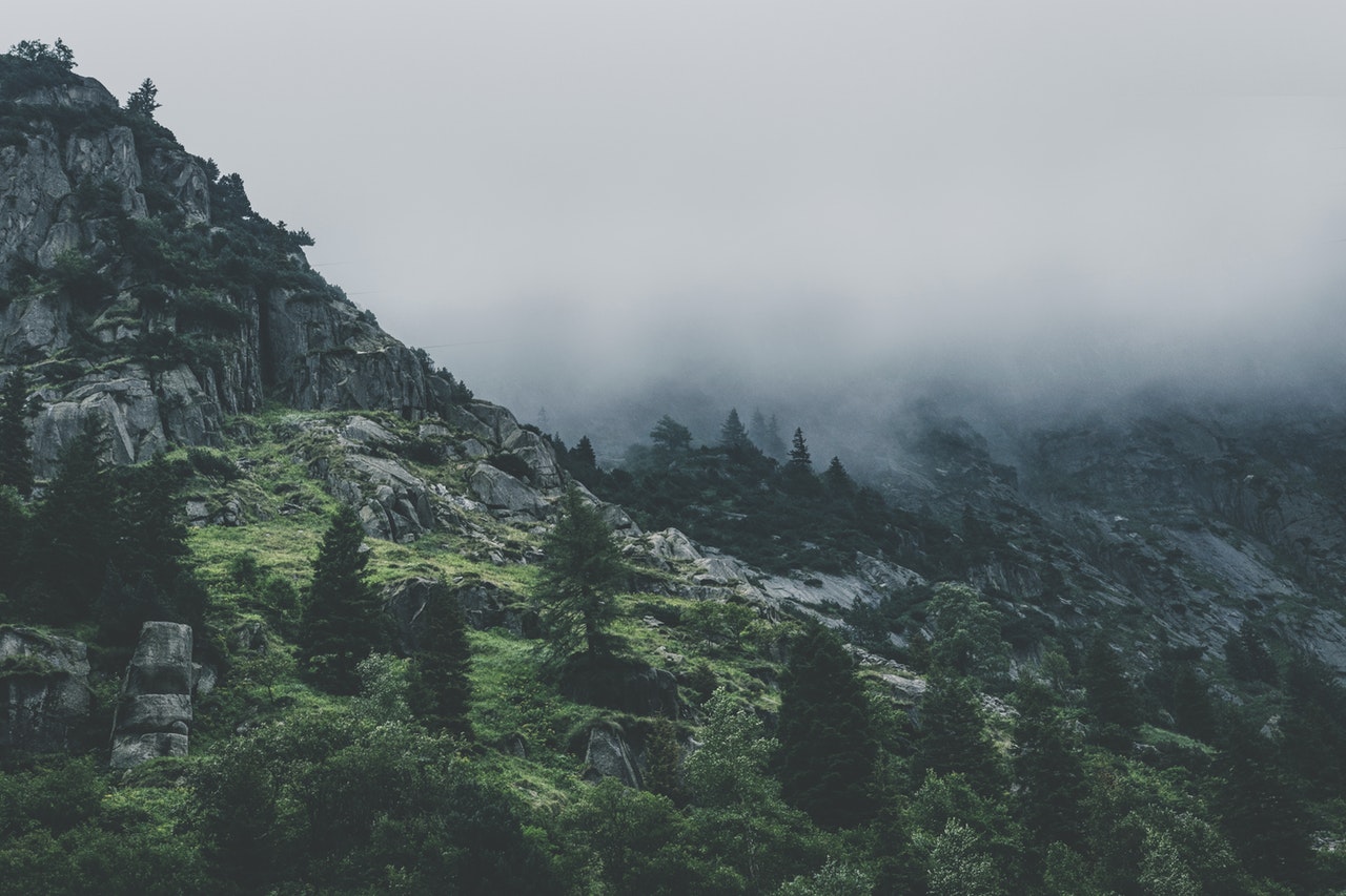 __Services Green Leafed Trees During Fog Time 167684